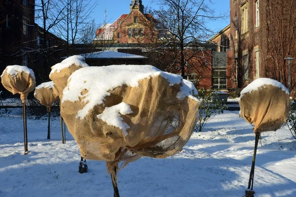 Eingepackte Bäume im Schnee